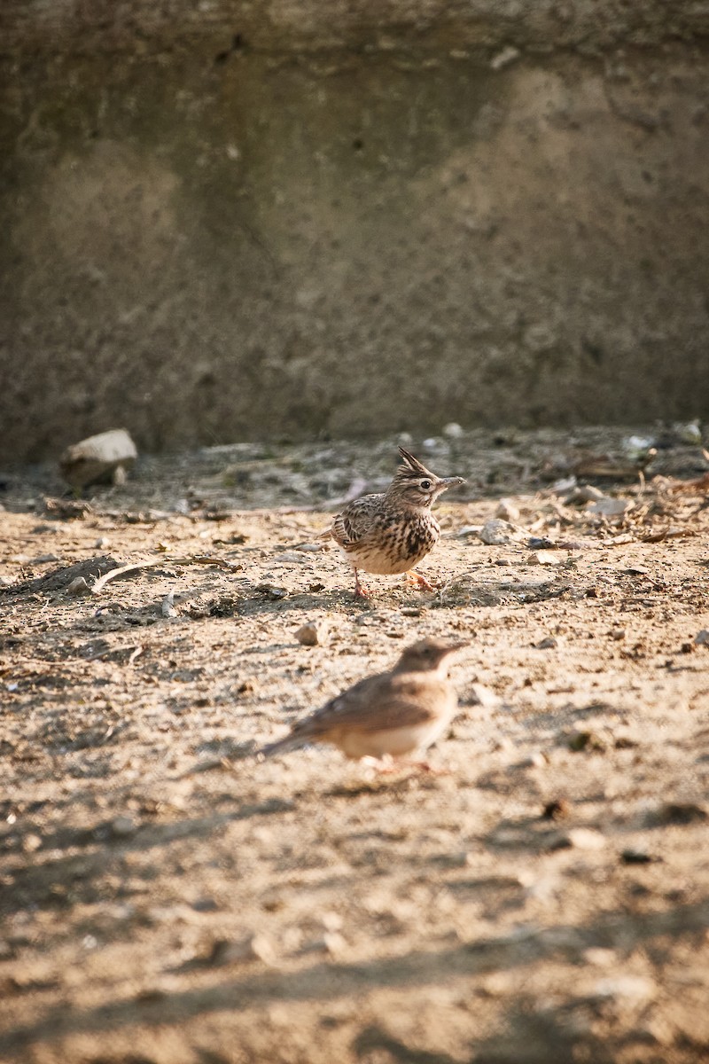 Cochevis huppé - ML619722956