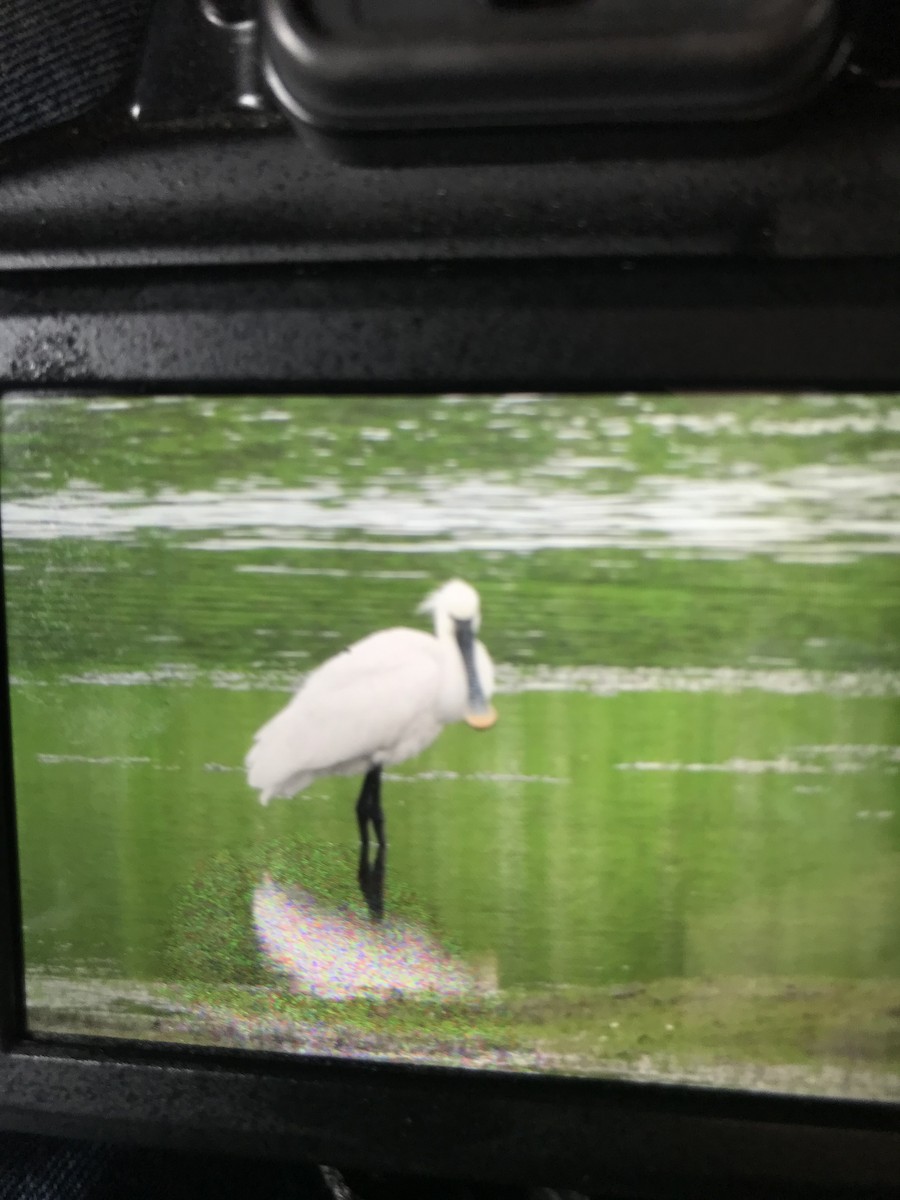 Eurasian Spoonbill - ML619722957