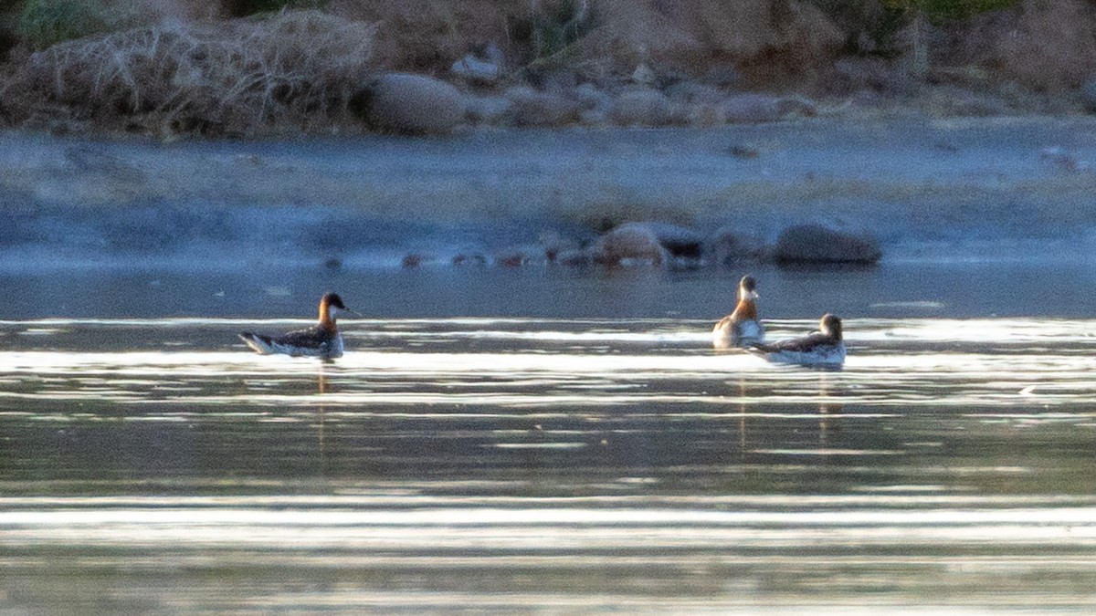 Red-necked Phalarope - ML619722961