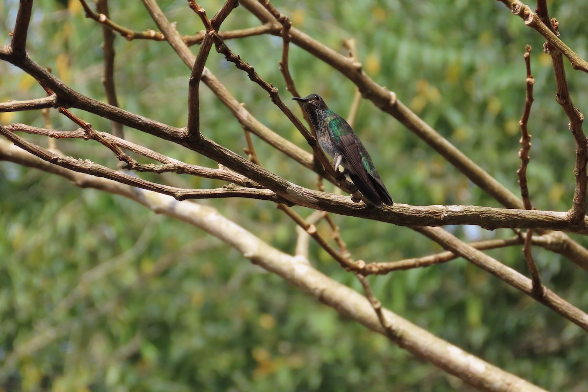 kolibřík bělokrký - ML619722962
