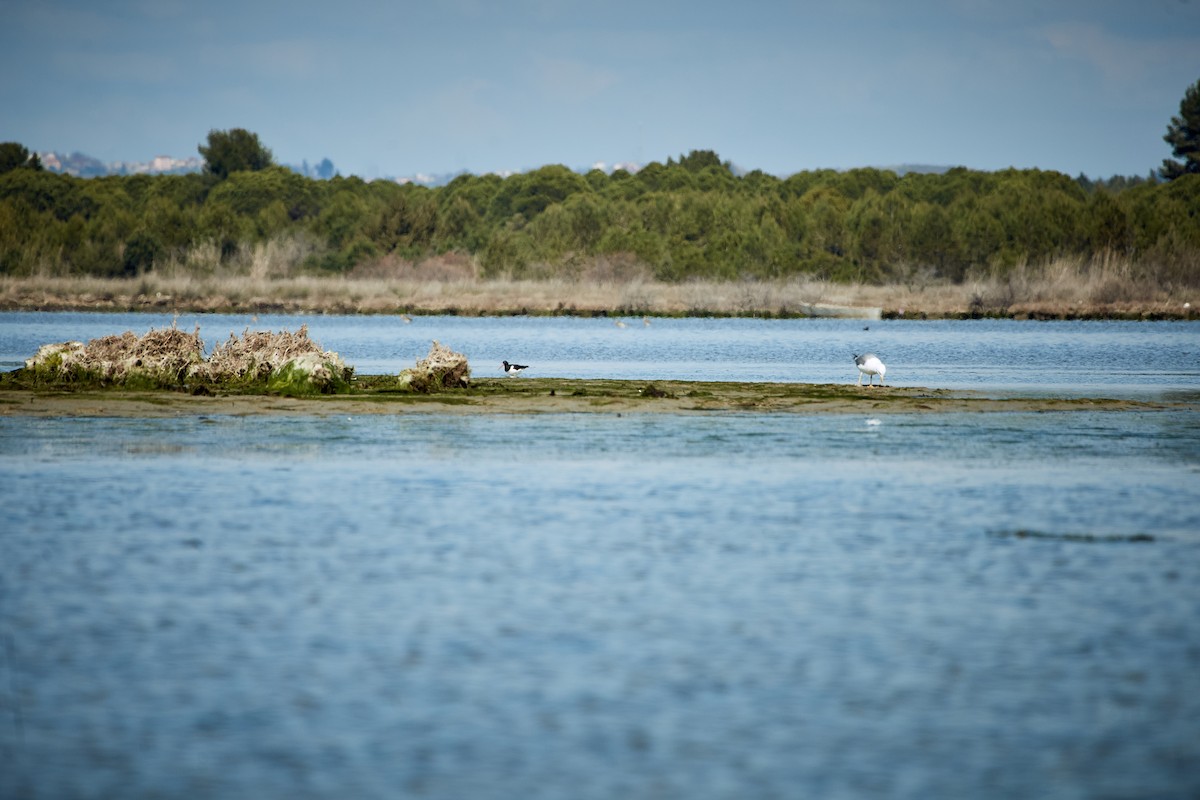 Huîtrier pie - ML619722976