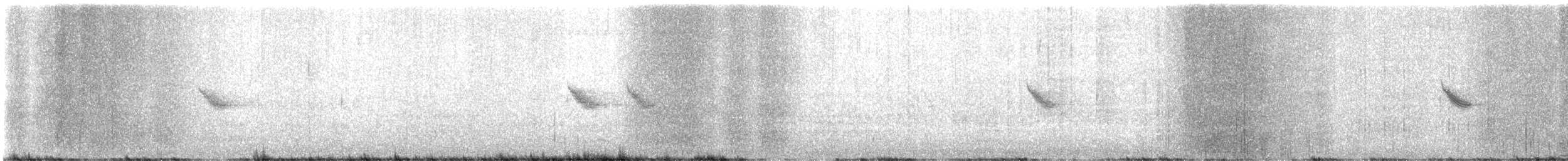 Bicknell's Thrush - ML619722977