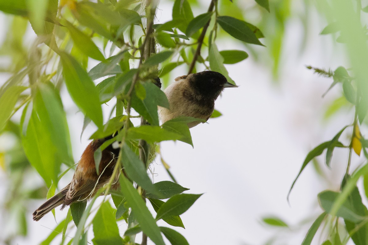 Pájaro Moscón Cabecinegro - ML619722990