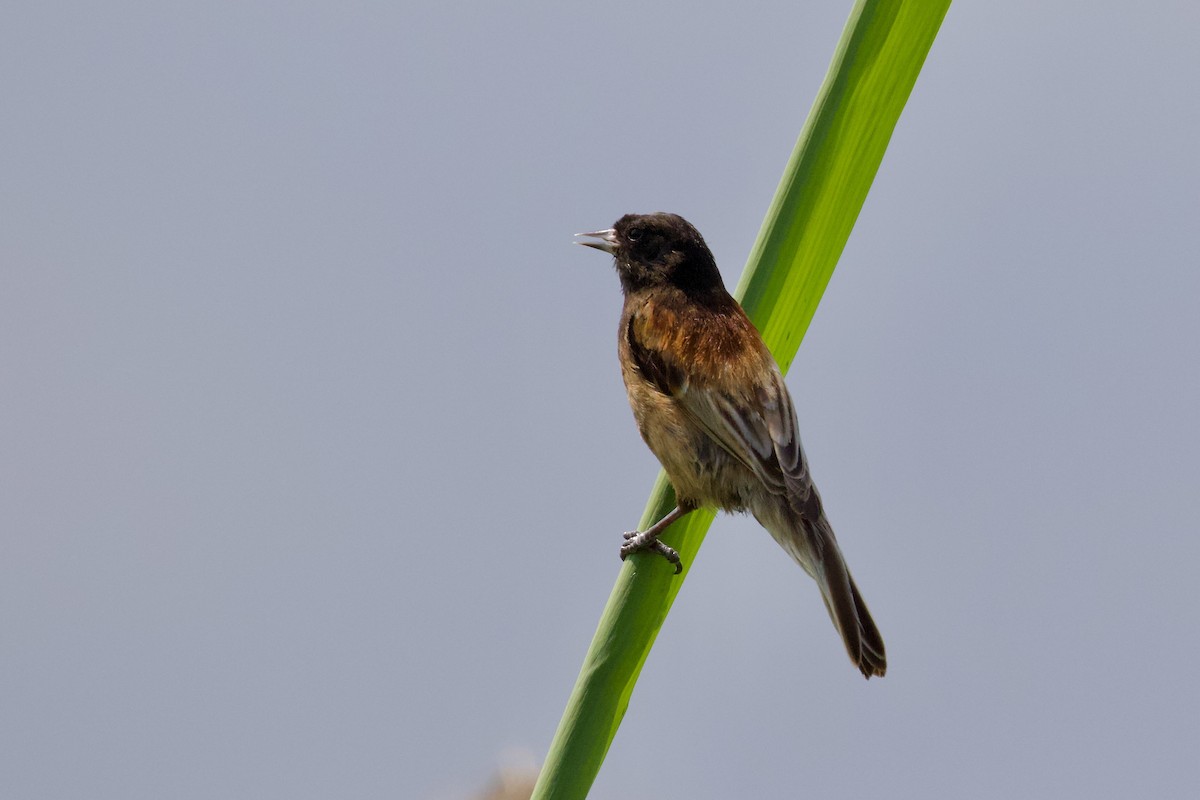 Pájaro Moscón Cabecinegro - ML619723002