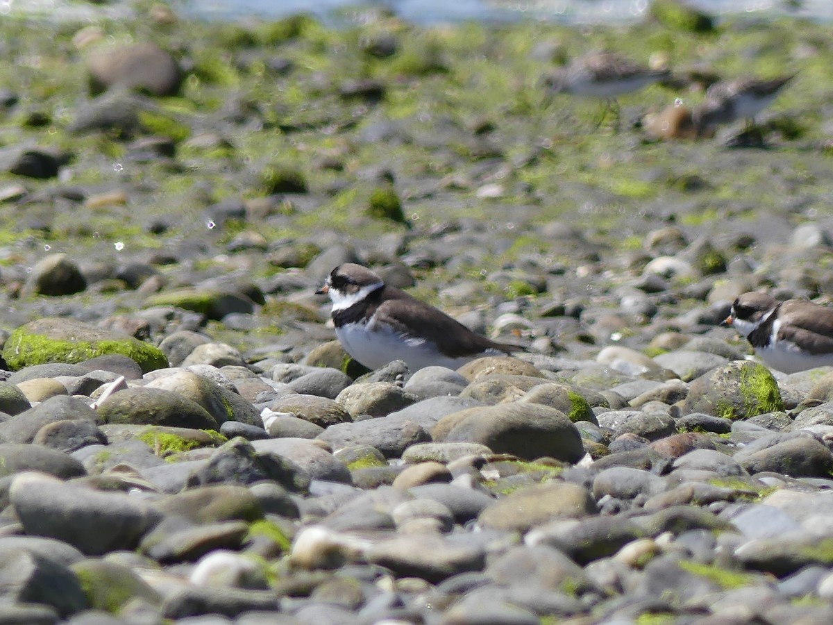 Semipalmated Plover - ML619723007