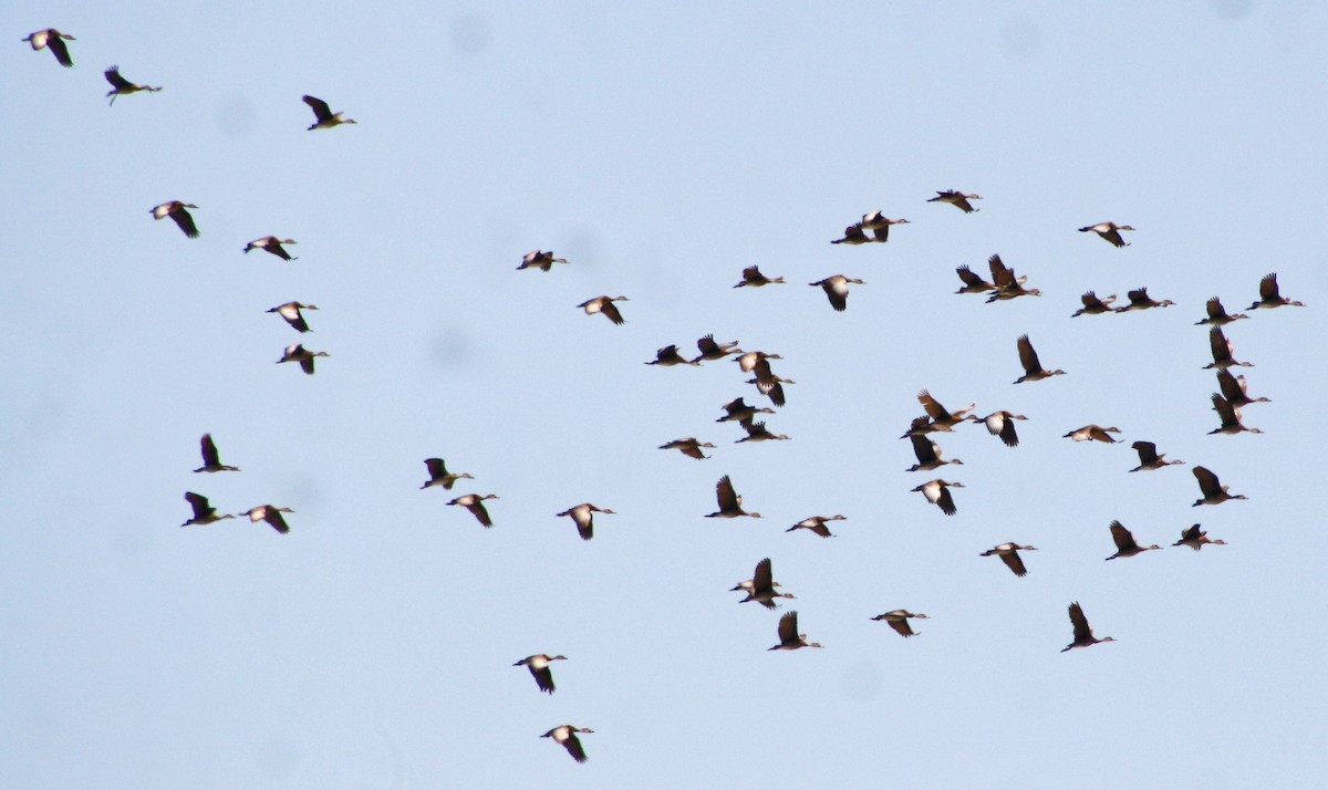 West Indian Whistling-Duck - ML619723014