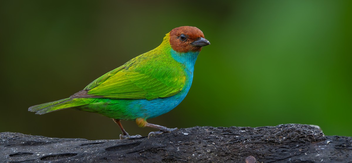 Bay-headed Tanager - ML619723030