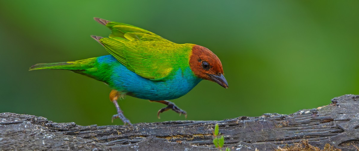 Bay-headed Tanager - ML619723031
