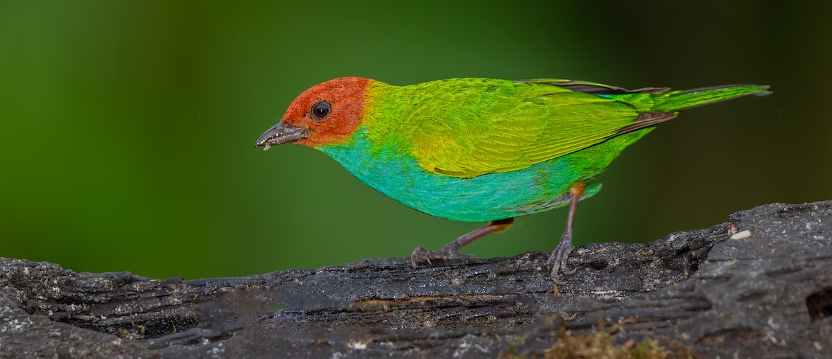 Bay-headed Tanager - ML619723033