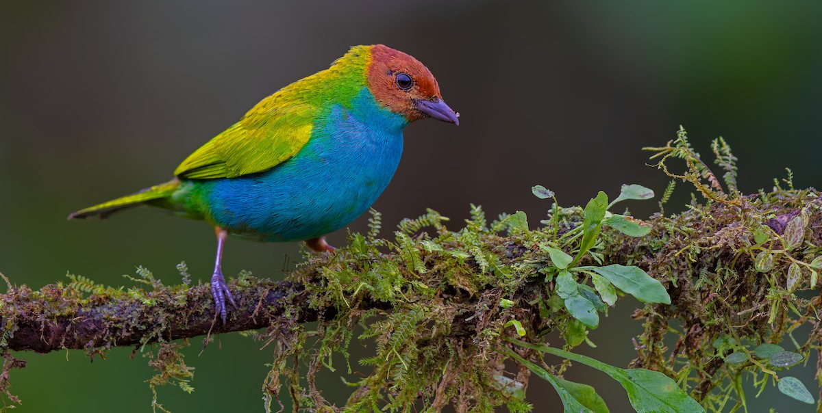 Bay-headed Tanager - ML619723035