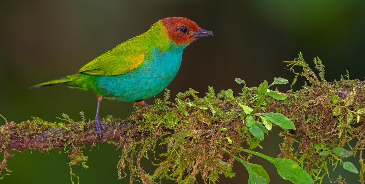 Bay-headed Tanager - ML619723036