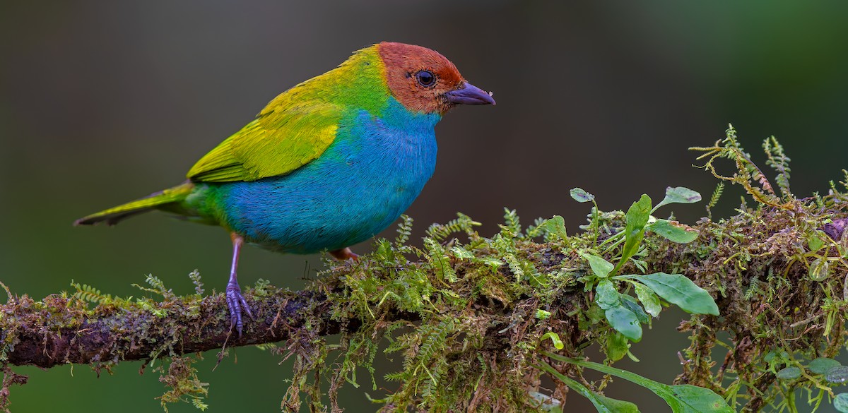 Bay-headed Tanager - ML619723037
