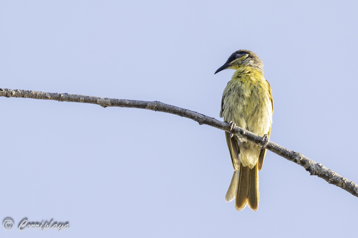 Varied Honeyeater - ML619723039