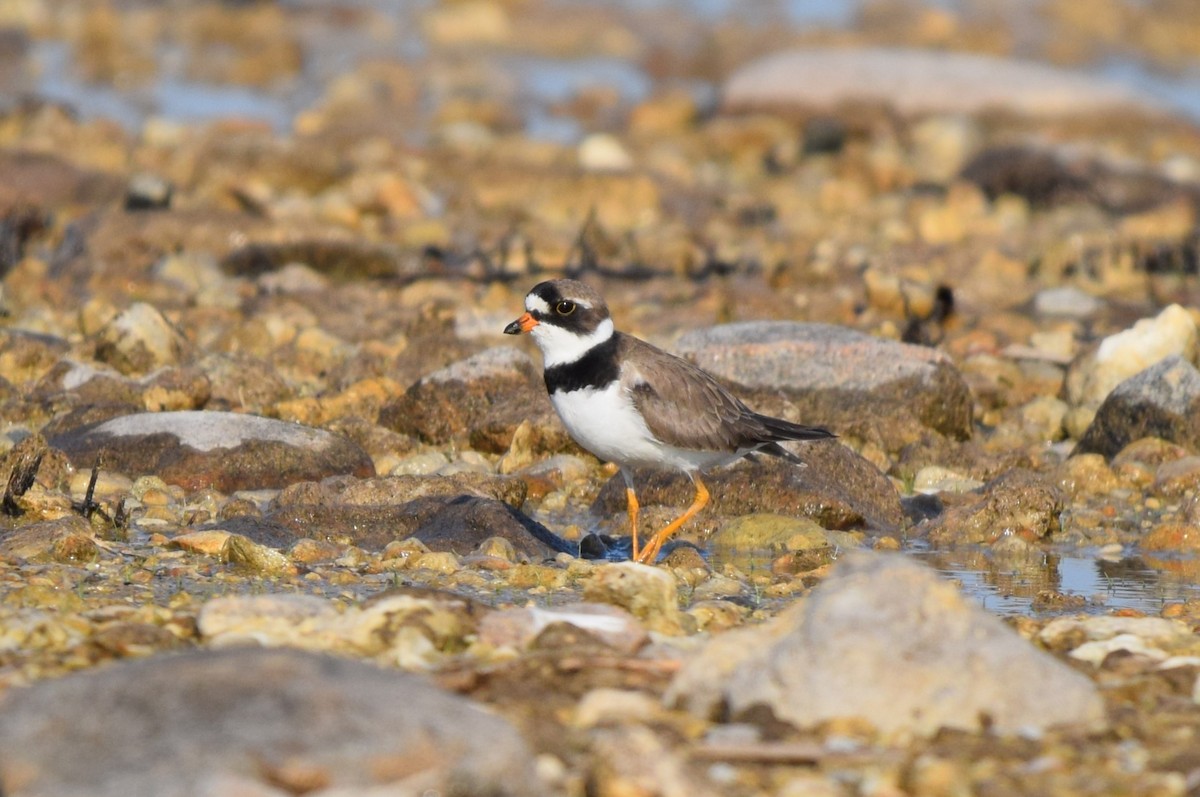 Semipalmated Plover - ML619723050