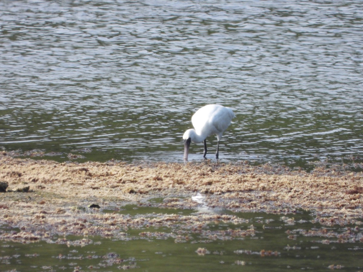 Black-faced Spoonbill - ML619723070