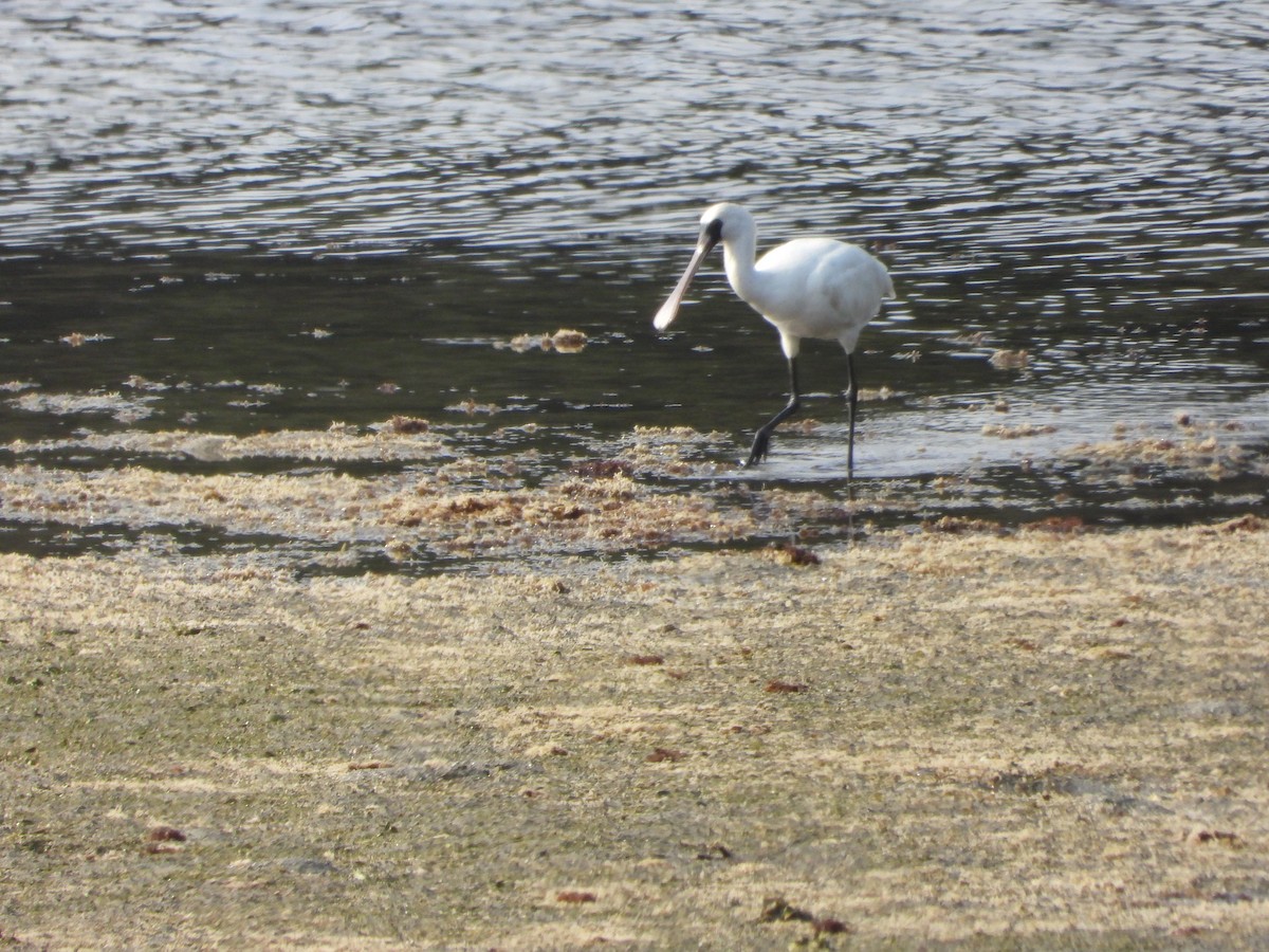 Black-faced Spoonbill - ML619723094