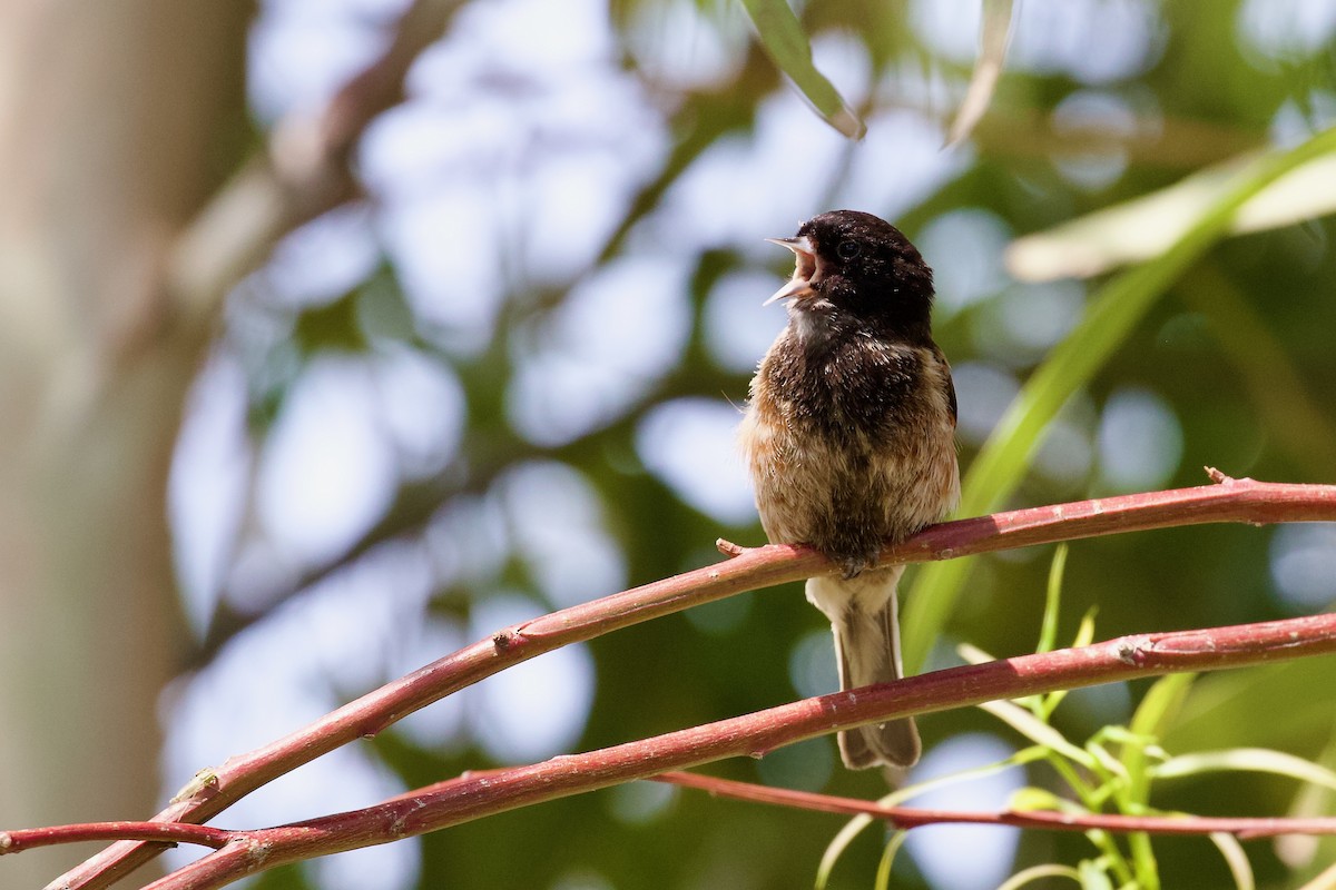 Pájaro Moscón Cabecinegro - ML619723099