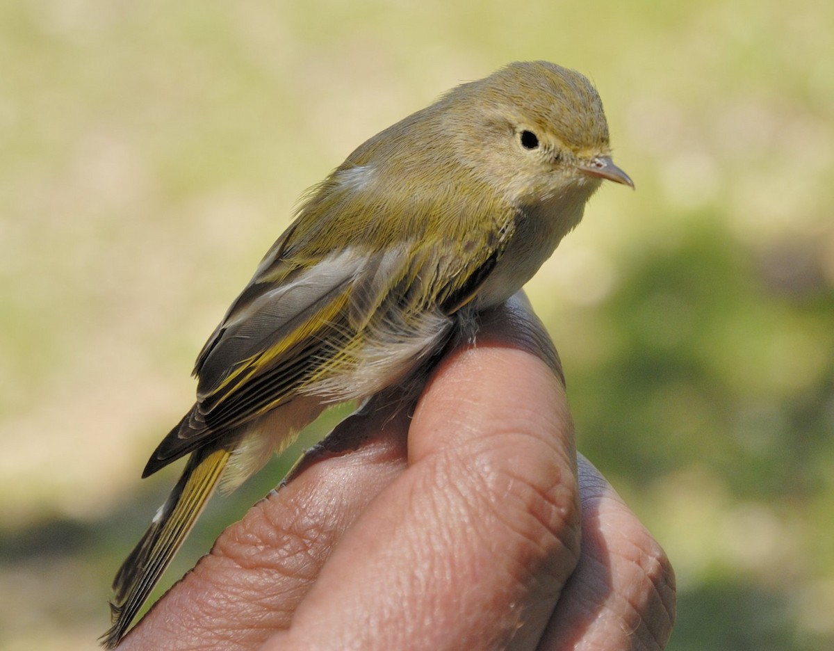 Western Bonelli's Warbler - ML61972311