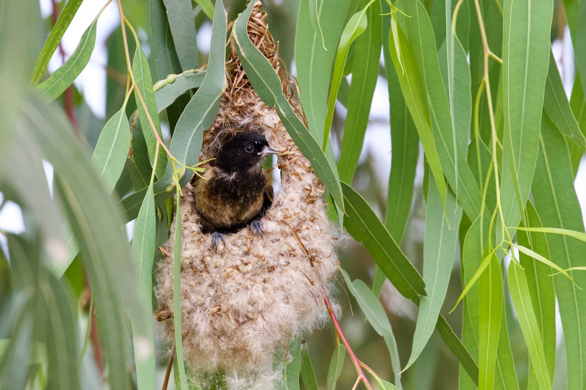 Black-headed Penduline-Tit - ML619723145