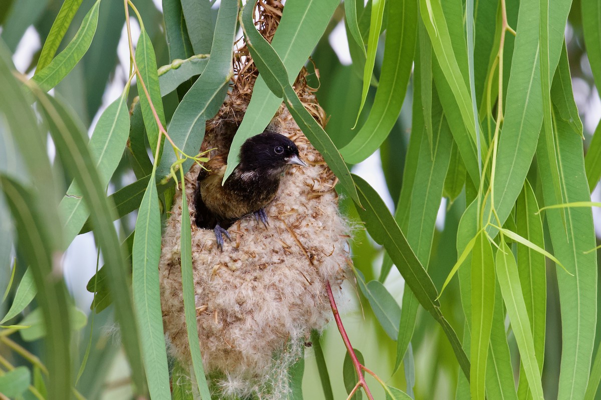 Black-headed Penduline-Tit - ML619723146