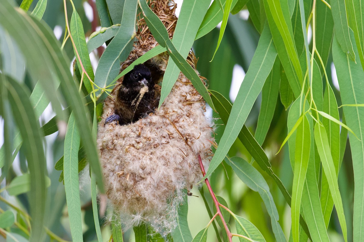 Black-headed Penduline-Tit - ML619723147