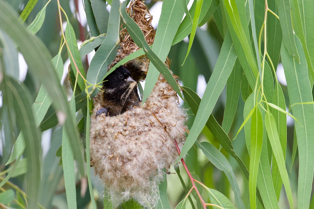 Black-headed Penduline-Tit - ML619723148