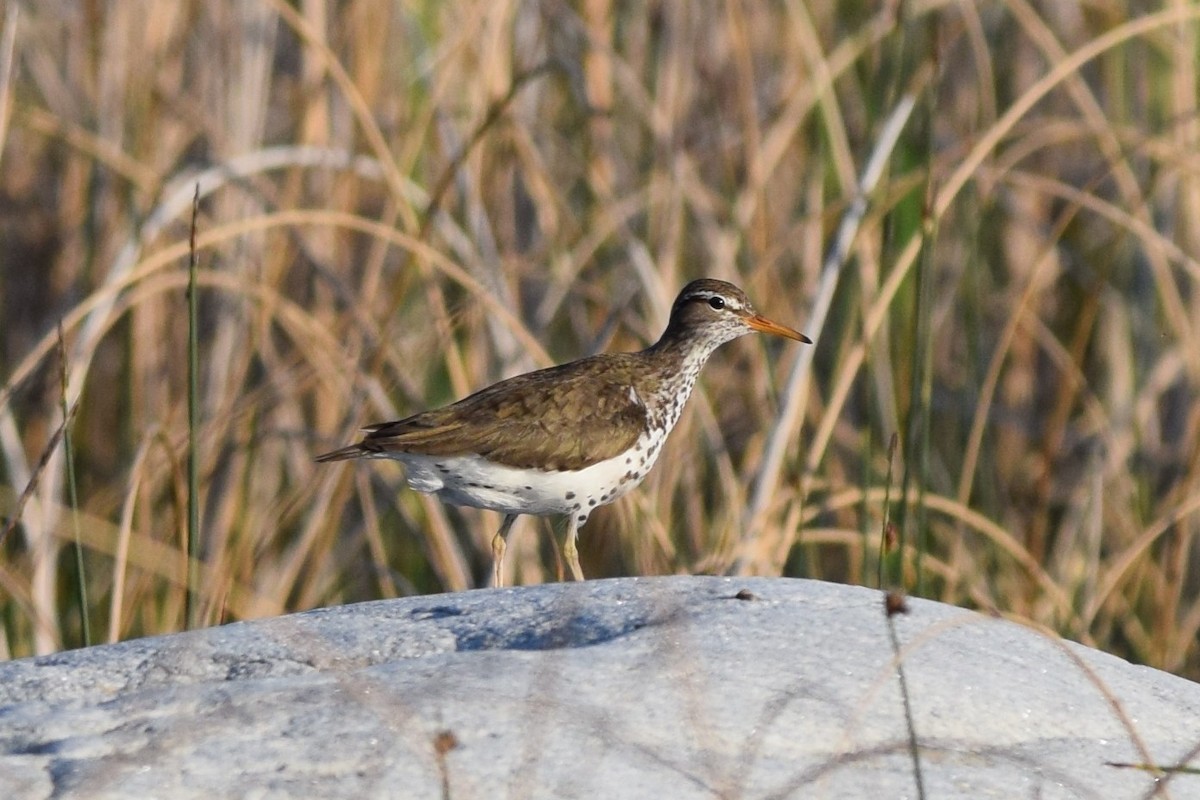 Spotted Sandpiper - ML619723153