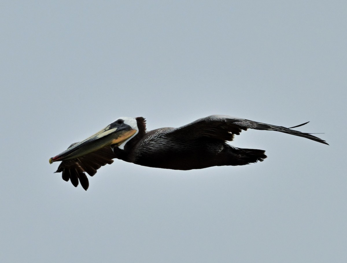 Brown Pelican - Hetali Karia