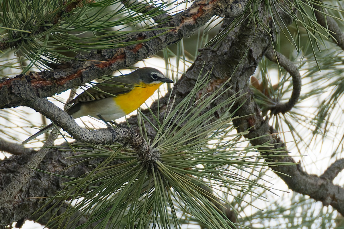 Yellow-breasted Chat - ML619723246