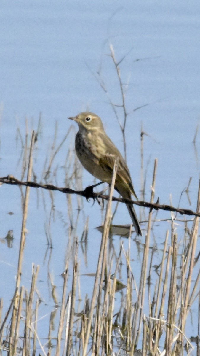 American Pipit - ML619723250