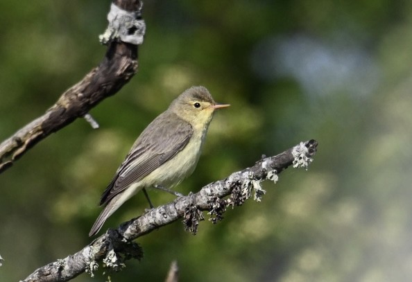 Icterine Warbler - ML619723266