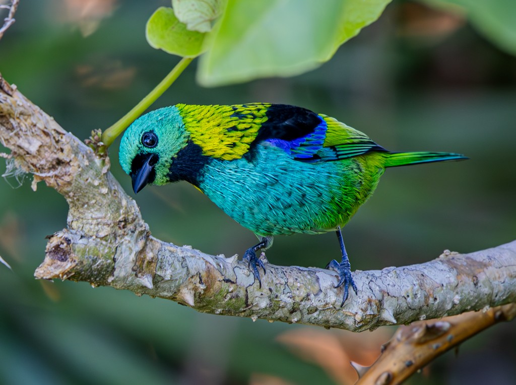 Green-headed Tanager - ML619723269