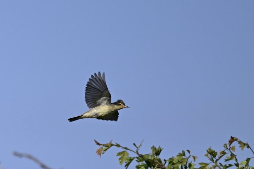 Icterine Warbler - ML619723286