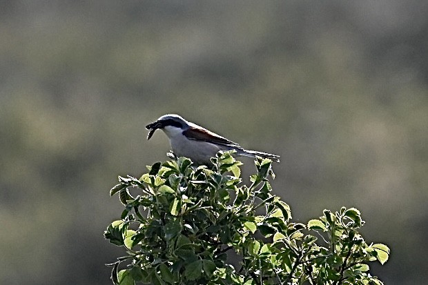 Red-backed Shrike - ML619723288