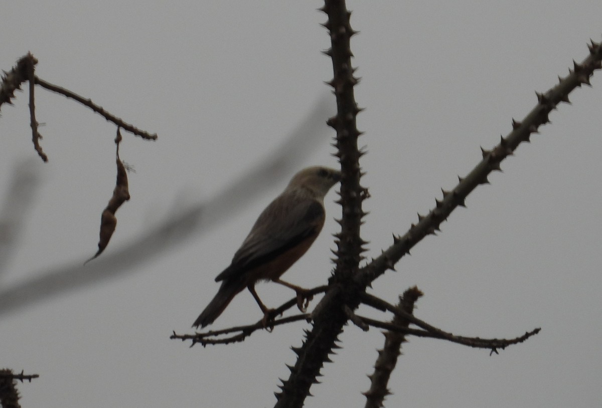 Chestnut-tailed Starling - ML619723323