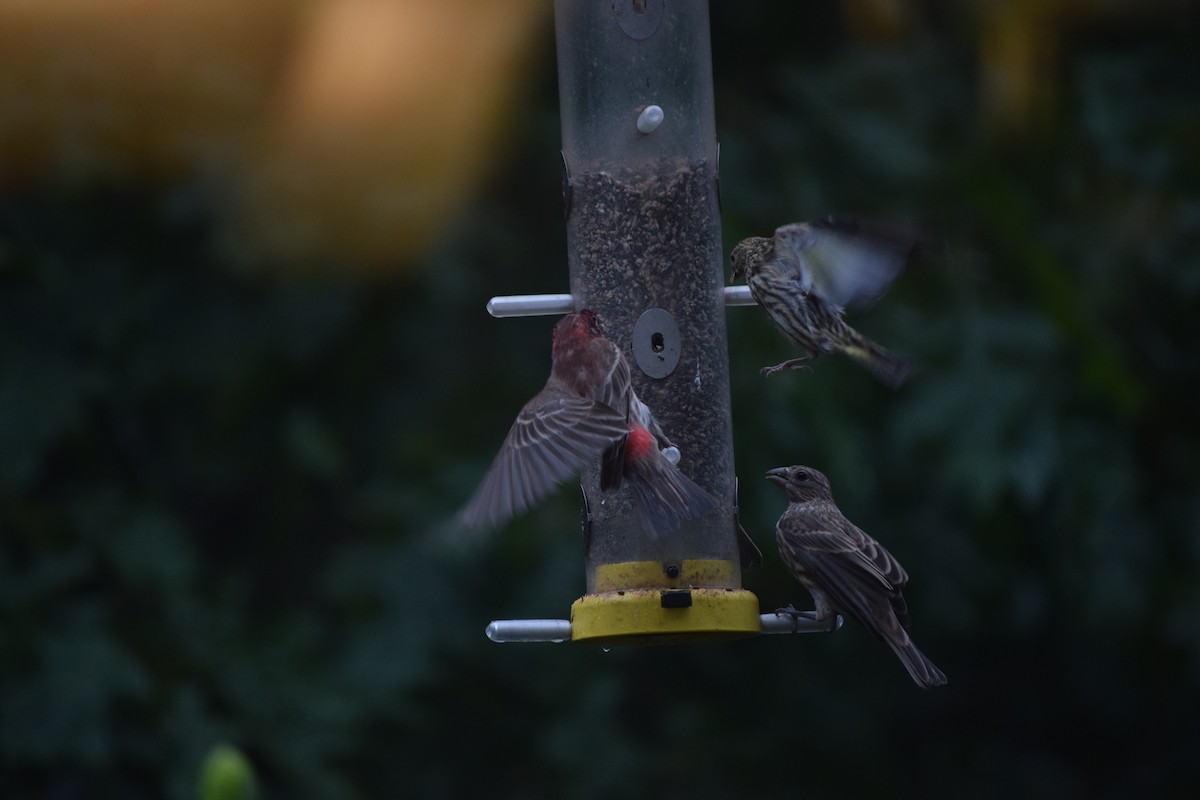 Pine Siskin - ML619723327