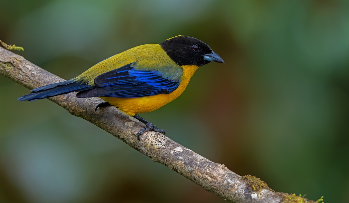 Black-chinned Mountain Tanager - ML619723348