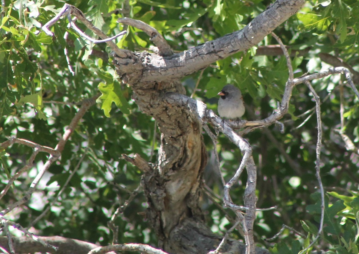 Black-chinned Sparrow - ML619723370