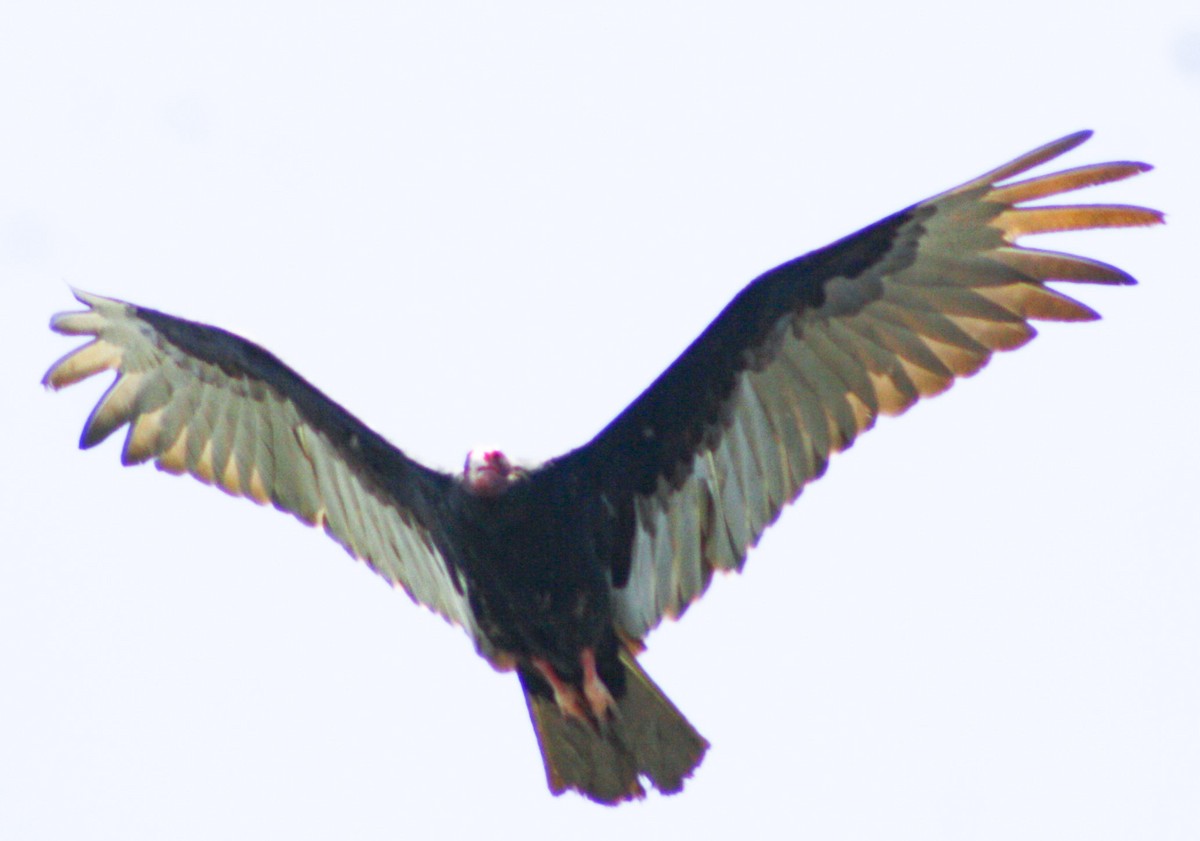Turkey Vulture - Serguei Alexander López Perez