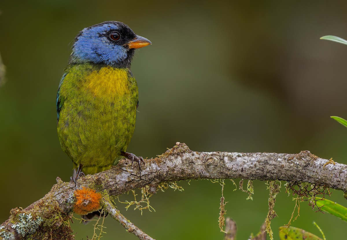 Moss-backed Tanager - ML619723407