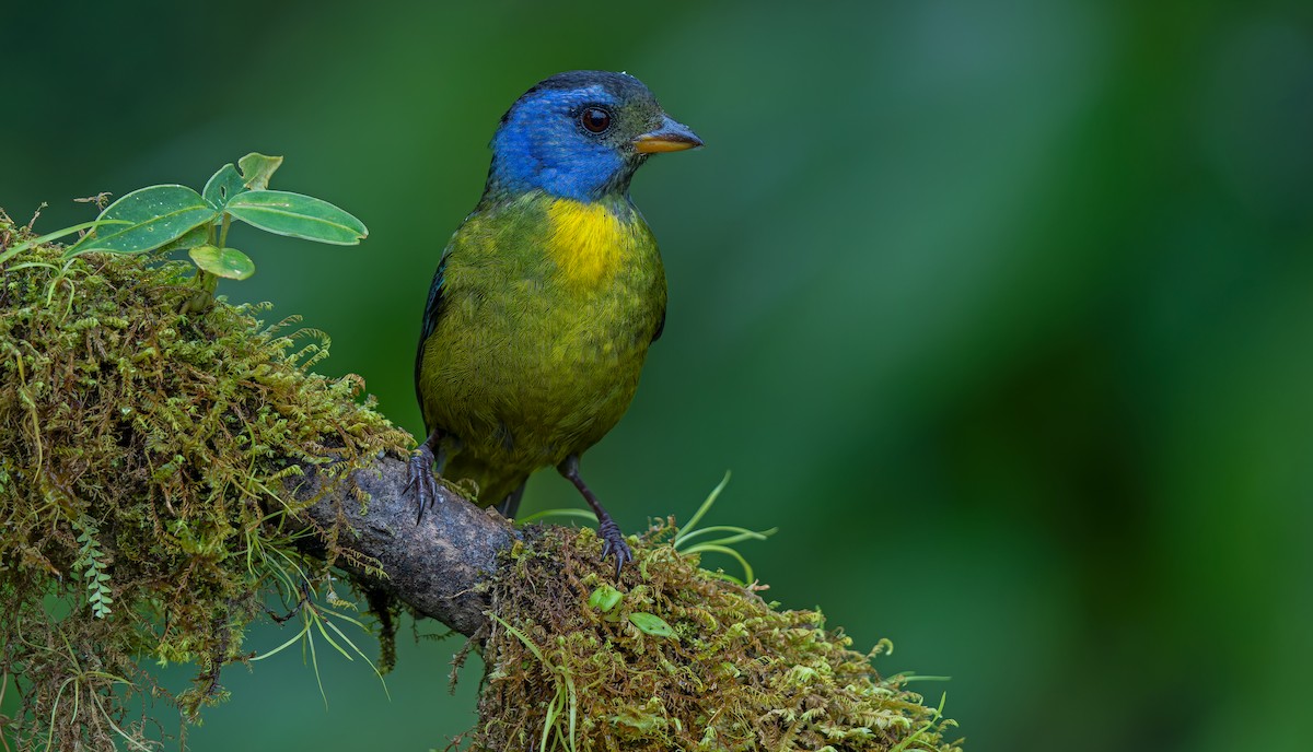 Moss-backed Tanager - ML619723408