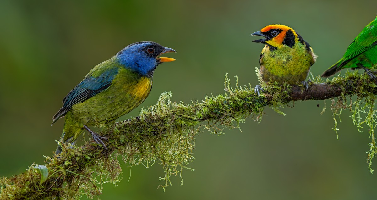 Moss-backed Tanager - ML619723409