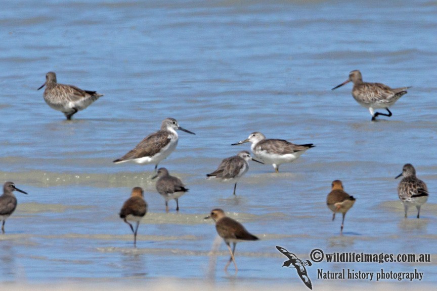 Nordmann's Greenshank - Adrian Boyle