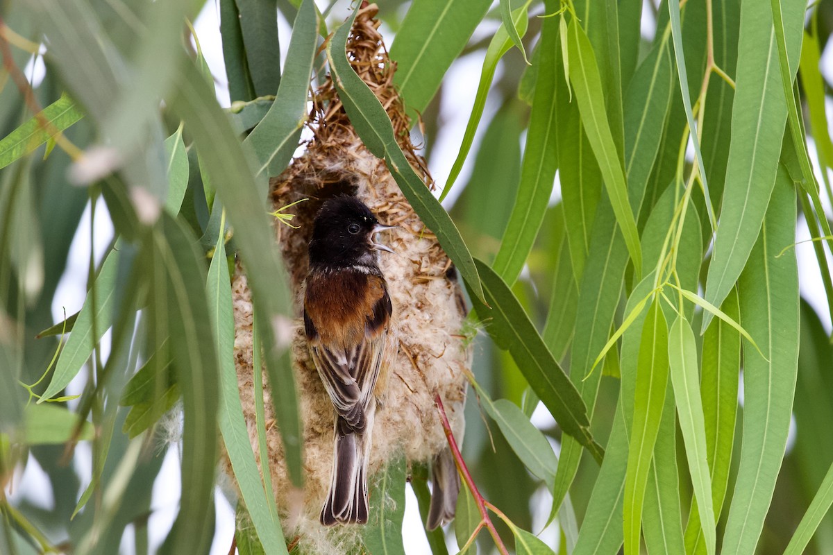 Pájaro Moscón Cabecinegro - ML619723413