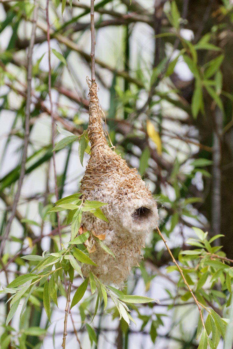 Black-headed Penduline-Tit - ML619723414