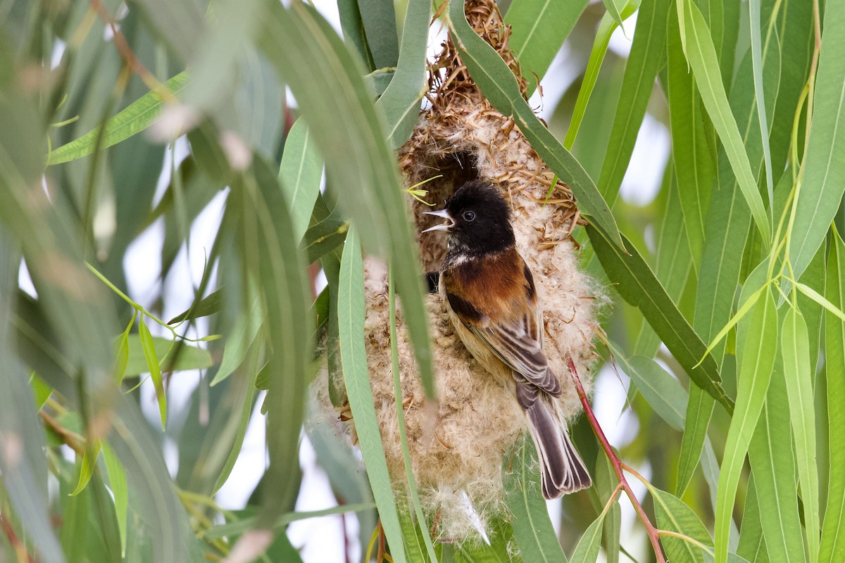 Black-headed Penduline-Tit - ML619723415