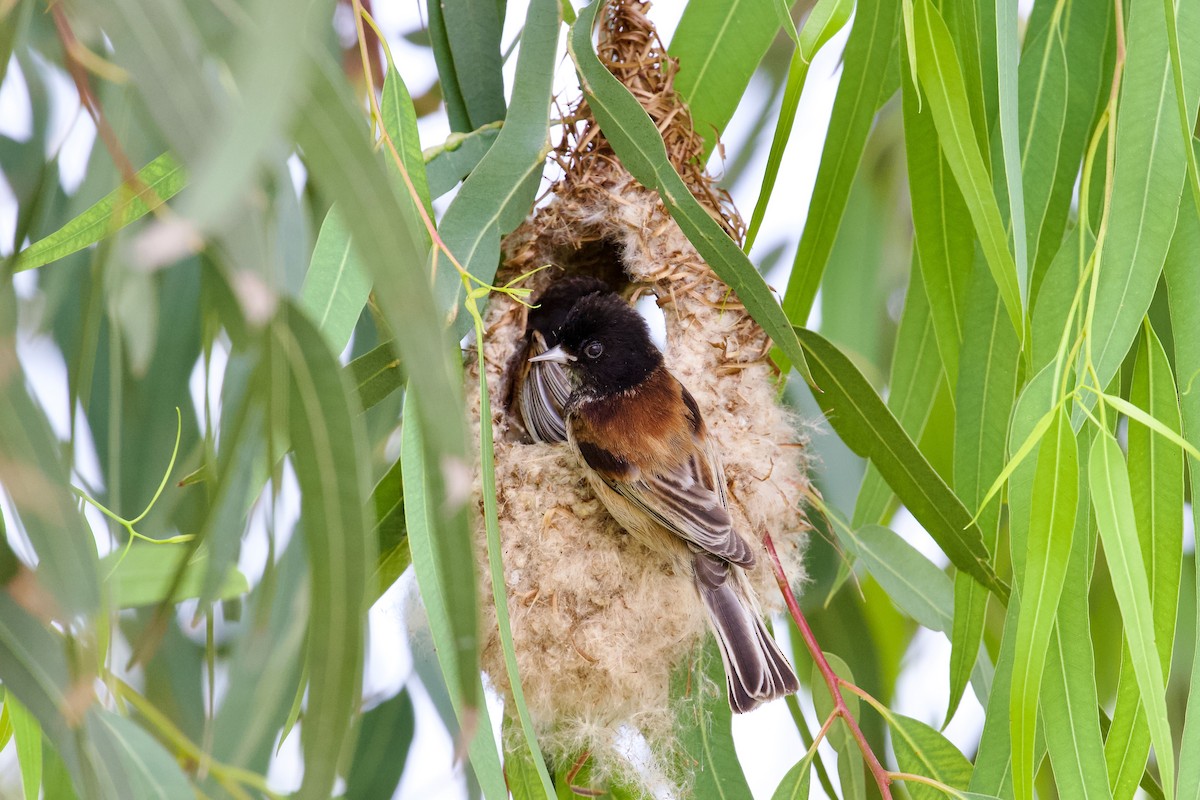 Black-headed Penduline-Tit - ML619723416