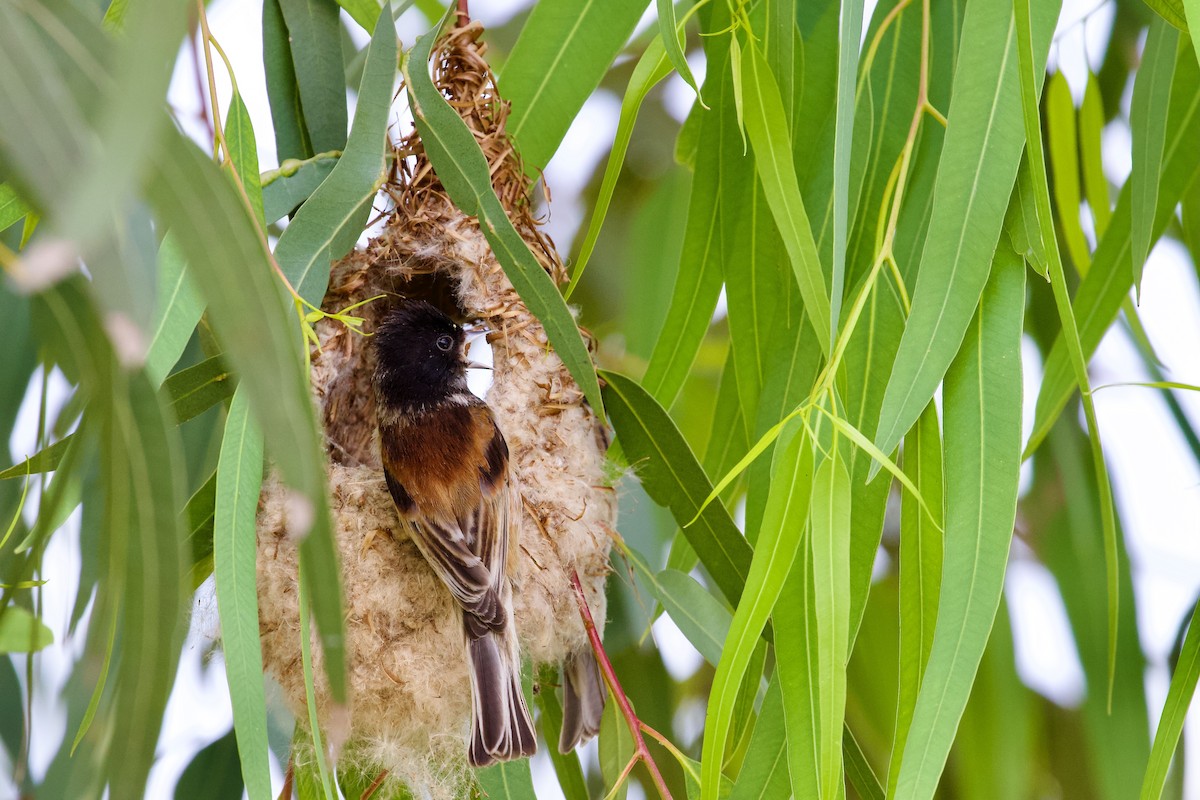 Black-headed Penduline-Tit - ML619723417