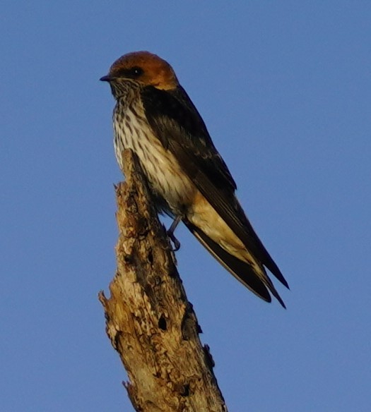 Lesser Striped Swallow - ML619723430