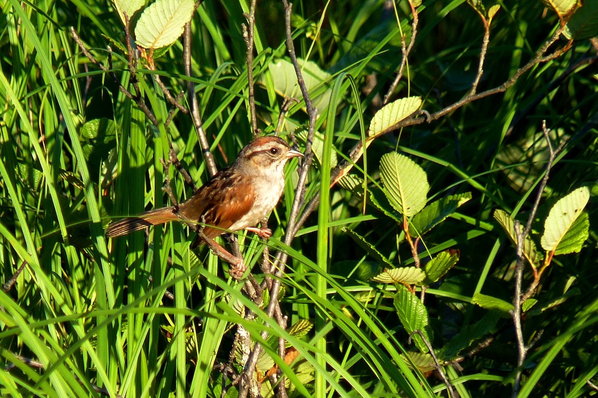 Swamp Sparrow - ML619723435